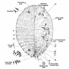   Formicococcus robustus  
 Illustration by Williams 